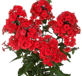 Flame™ Red Garden Phlox, Phlox 'Barphflare'